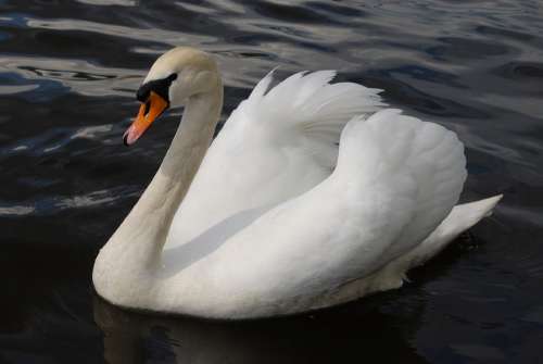 Swan Fowl Water Bird Lake Beautiful Peaceful