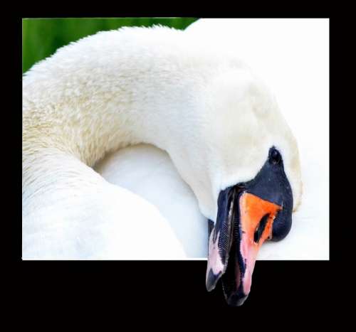 Swan Close Up Portrait Animal Portrait Animal World