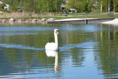 Swan Mirror Image Water Bird Water Lake