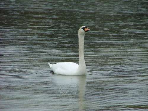 Swan Norway Fjord Bird Proud Water White
