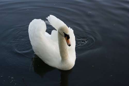 Swan White Water Nature Elegant Beauty