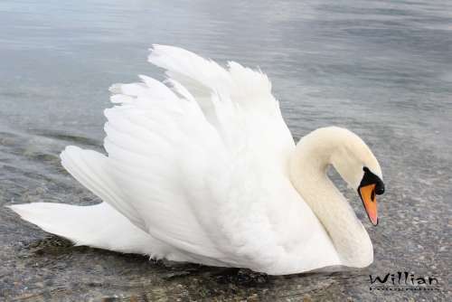 Swan Water Animal White