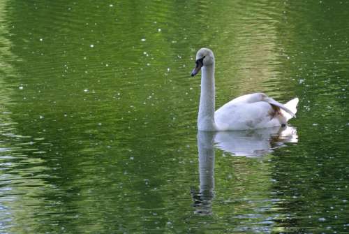 Swan White Animal Nature Swim Waters
