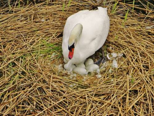 Swan Sweltering Swan Nest Swan Eggs Egg Hatch