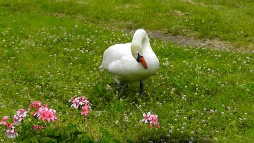 Swan Water Bird White Nature Swans Beautiful