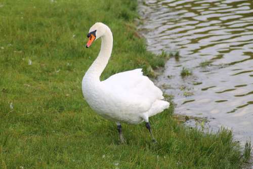 Swan Mute Swan Bird Animal Water Bird Elegant