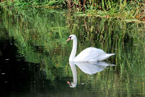 Swan White Elegance Reflection Water Plumage