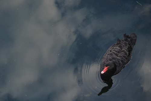 Swan Reflection Water River Sky Nature