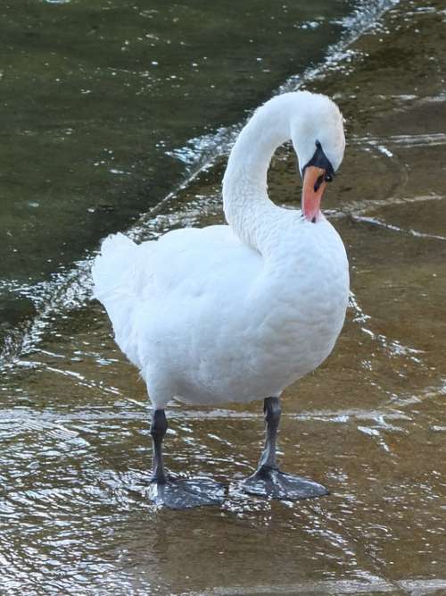 Swan Clean Bird Elegant Animal White Feather