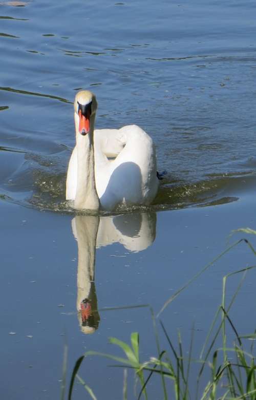 Swan Birds Waterfowl Sublime Beautiful Graceful