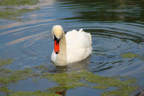 Swan Idyll Water Nature Animal Noble