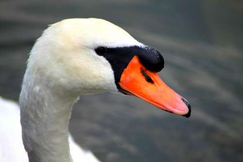 Swan Idyll Water Nature Animal Noble Lake
