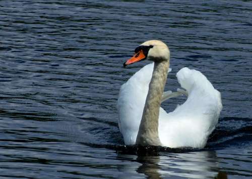 Swan Water Bird Lake Water Bird White Elegant