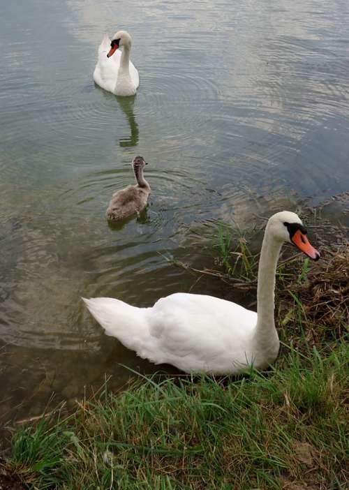Swan Baby Water Family Animals Nature Pond