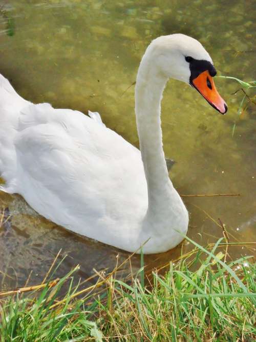 Swan Water Animals Nature Pond Animal