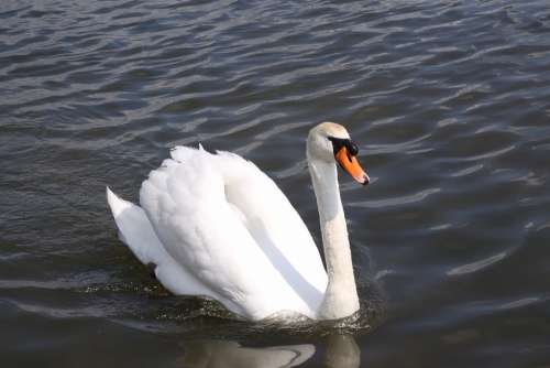 Swan Bird White Feather Lake Beautiful