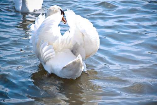 Swan Bird White Elegant Feather Water Lake