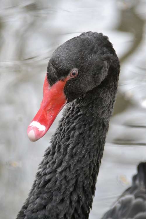 Swan Black Water Bird Black Swan Schwimmvogel Bill