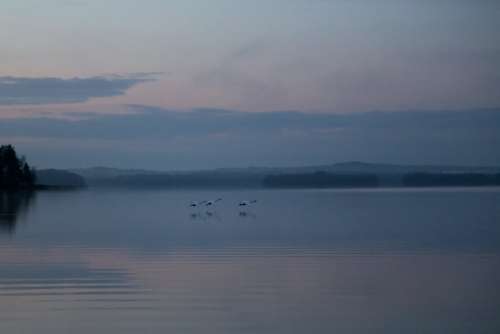 Swan Night Peace Silence Finnish Nature Autumn