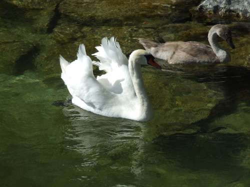 Swan Cygnet Water Water Bird Swans