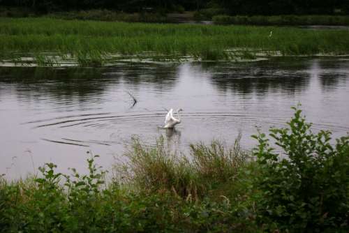 Swan Water Grass Green Nature Bird