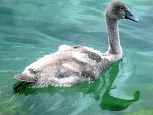 Swan Fluffy Animal World Young Water Bird Lake