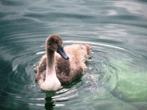 Swan Animals Swan Young Water Bird Fluffy Summer