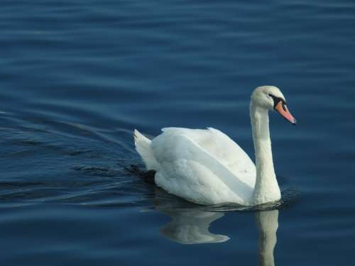Swan Bird Ornithology Water Lake Blue Animal