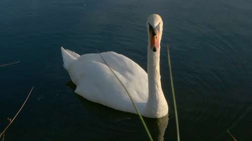 Swan Pond White Animals Water Majestic Animal