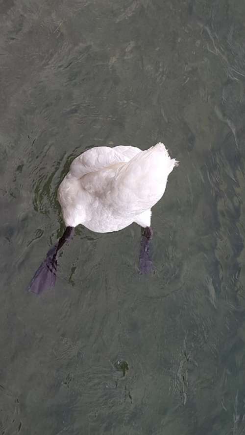 Swan Water Bird Nature Lake
