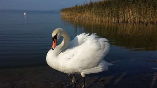 Swan Bird White Elegant Feather Water Bird Water