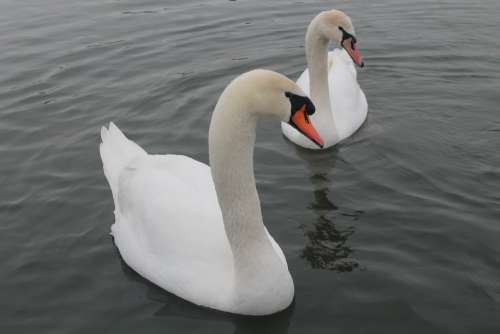 Swan Lake Bird Animal Water