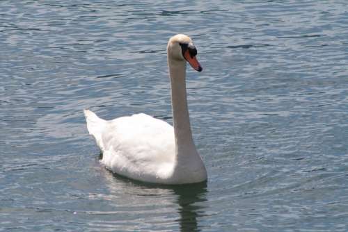 Swan Lake Water Bird Riva Animals
