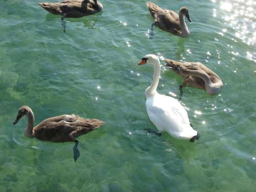 Swan Lake Animal World Waters