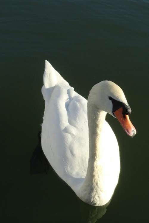 Swan White Lake Water Bird Nature Feather Elegant