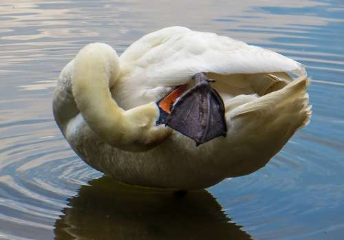 Swan Animal Water Bird Pride
