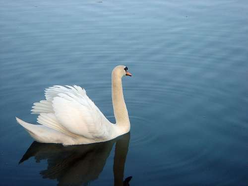 Swan Pond Surface Blue White