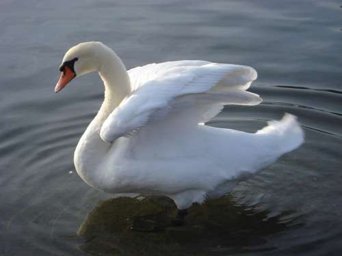 Swan Lake Lausanne Bird Animal Water Majestic