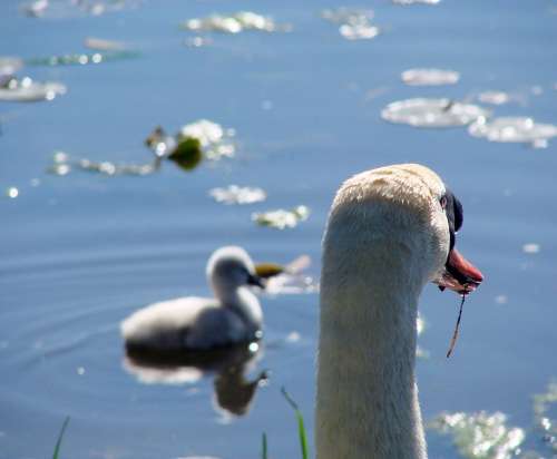 Swan Cygnet Watching Water Learning Lake