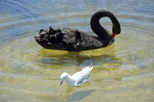 Swan Seagull Bird Birds Water Ripple