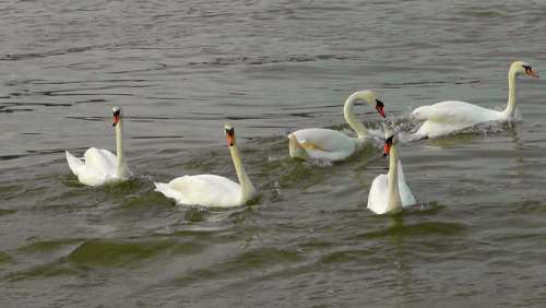 Swan Dance Swans Swan Ballet Waterfowl Water Bird