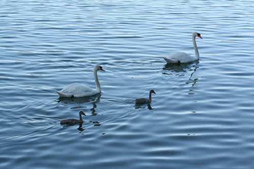 Swans Schanfamilie Lake Waters Nature Water Swan