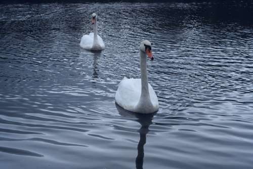 Swans Direct View Bird Water Purity Brightness