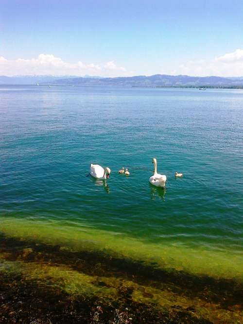 Swans Swan Family Animal Water Waters Bird Birds