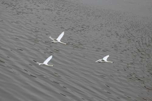 Swans Formation Flight Swan Animal Animals
