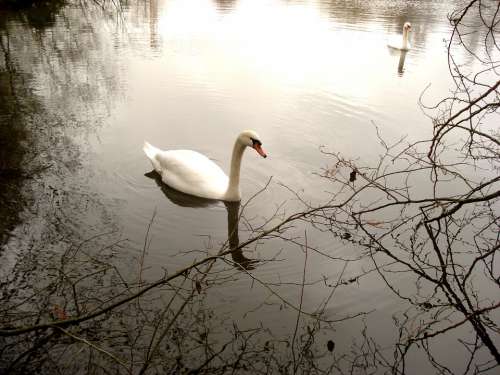 Swans Water Nature
