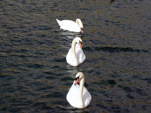 Swans Lake Water Zurich