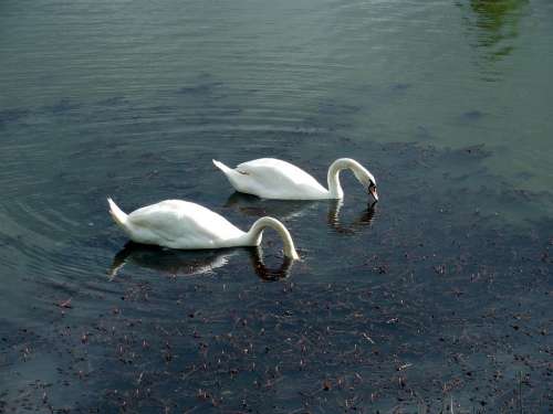 Swans Swan Waters Water Lake Beautiful Pride