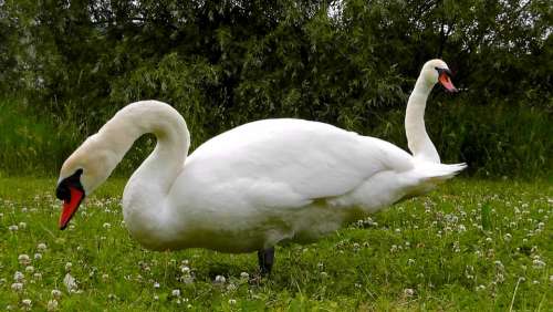 Swans Necks Waters Water Elegant Beautiful White