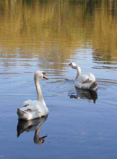 Swans Birds Fidelity Love Spring Tenderness